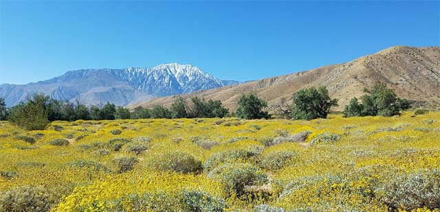 Southern California Super Bloom