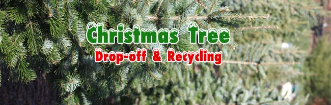 8 Best Places To Find Christmas Trees In Sacramento Good Day Sacramento