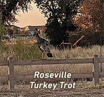 Roseville Turkey Trot 2019