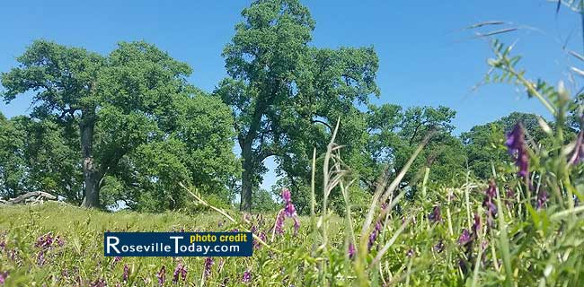 Roseville Only California City among Money's Best Places to Live