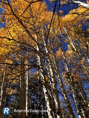 Aspens