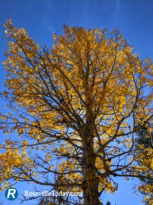 Towing Aspen in Hope Valley