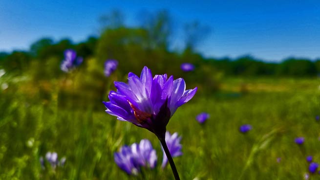 Roseville purple flower