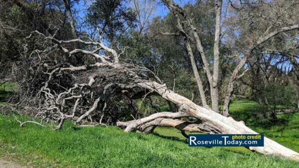 Tree removal roseville ca