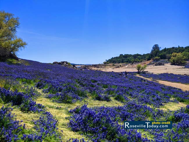 Folsom Lake lupine