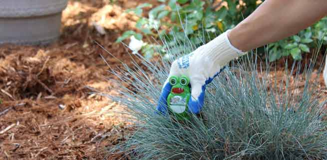 Roseville watering