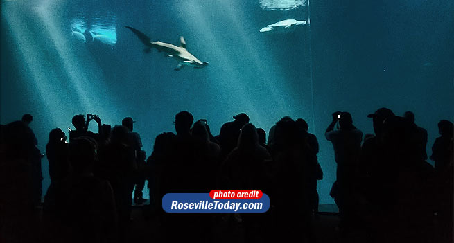 Hammerhead shark at Monterey Bay Aquarium