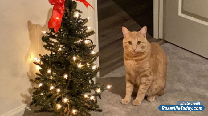 Christmas cat adopted from Placer Animal Services
