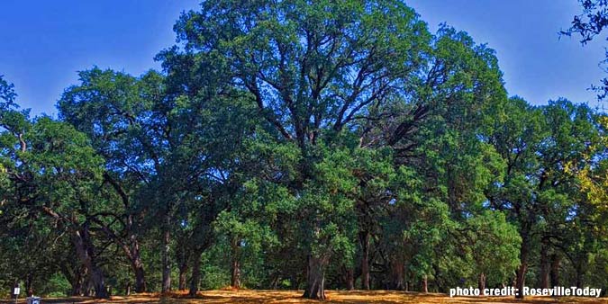 Johnson Springview Park in Rocklin, a community gathering place ...