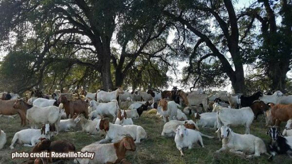Roseville residents enjoy goats at Dry Creek Community Park